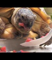 Tortoise Being Fed With a Spoon (Video)