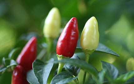 Chiles