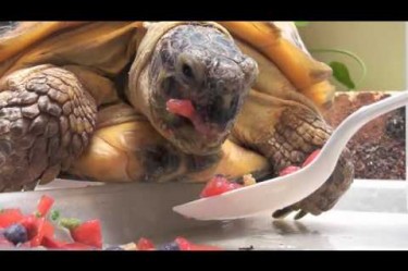 Tortoise Being Fed With a Spoon (Video)